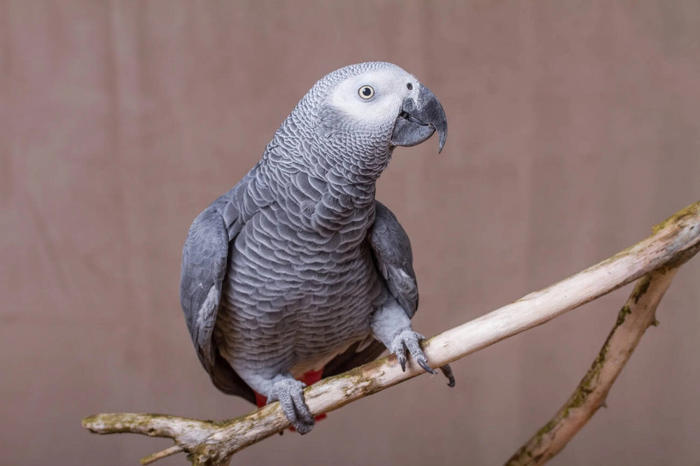 African Grey Nutrition: <br>Complete Guide