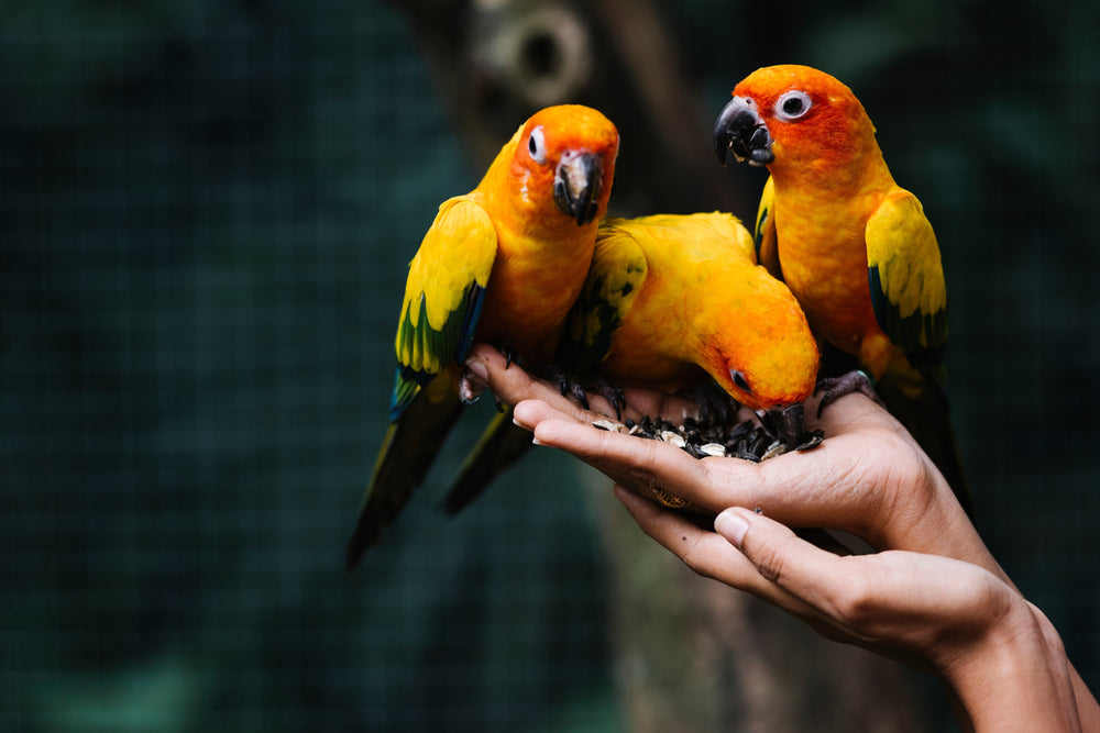 Choosing the right cage for <br> your African grey