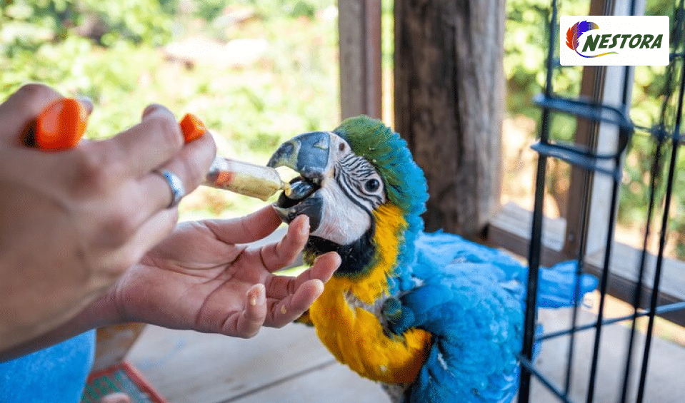 blue-and-yellow-macaw-treatments