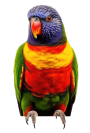 Healthy Grey Parrot | CK Pets World