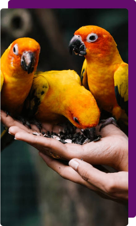 Three sun conure sitting on a hand and taking food