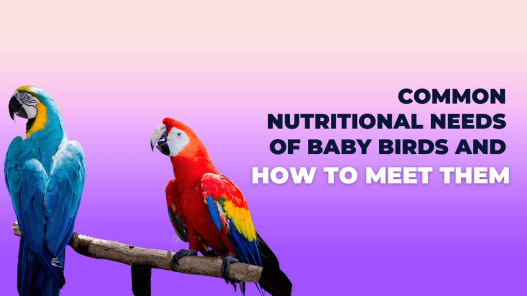 Essential nutritional needs of baby birds and how to meet them