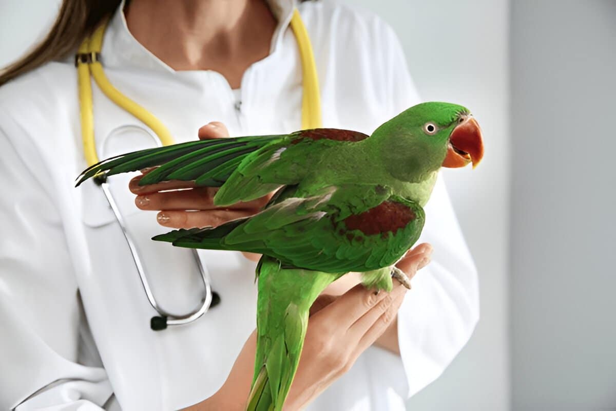 Bird Health Care
