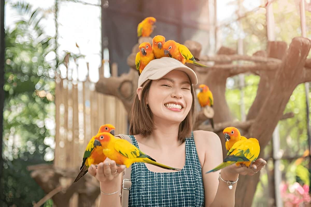 Bird Hand Feeding Formula