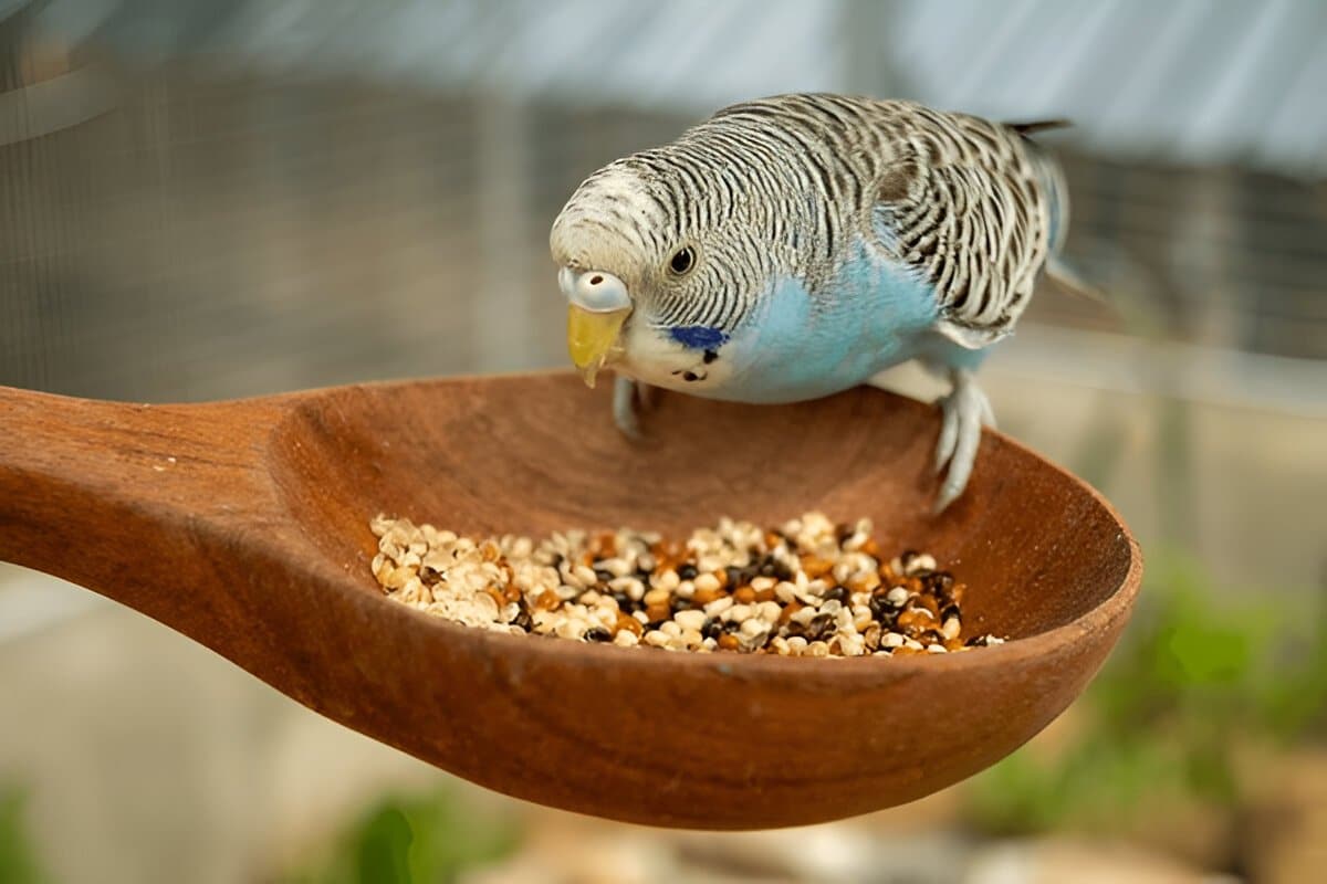 Bird Health Care