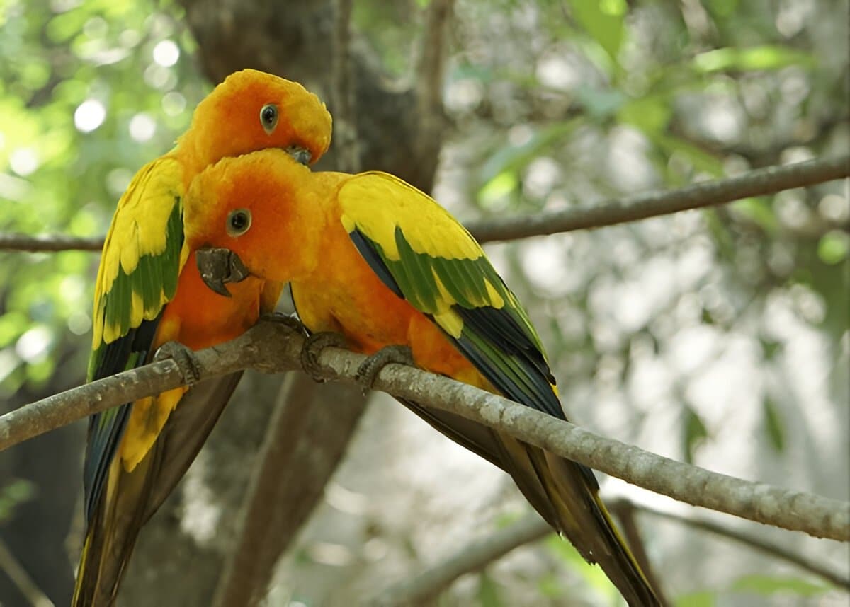Bird Hand Feeding Formula