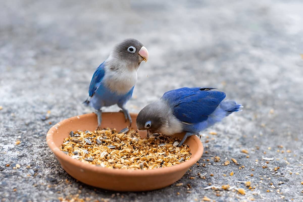 Love Birds Food