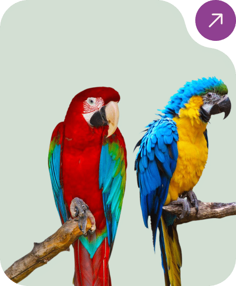 Colorful scarlet macaw and blue and yellow macaw sitting togather