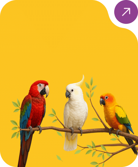 Colorful scarlet macaw and sulphur crested cockatoo and sun conure birds