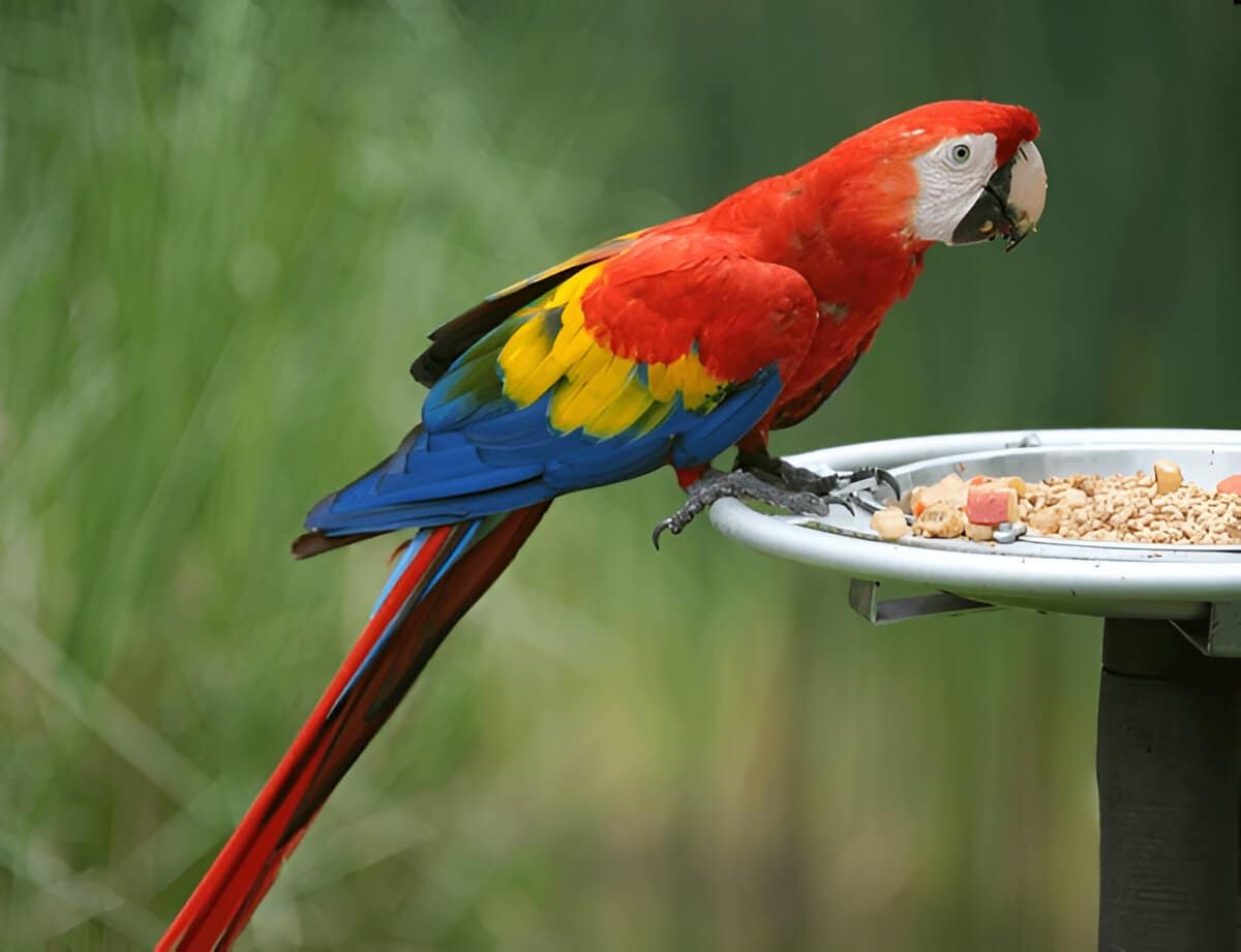 Bird Food Feeder