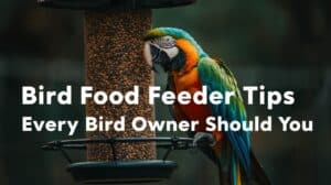 Bird Food Feeder