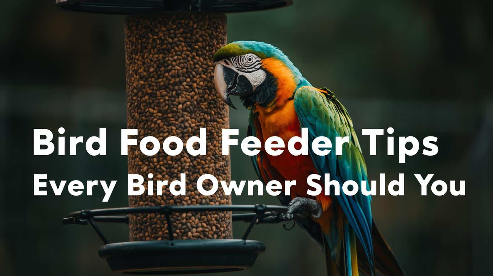Bird-Food-Feeder-Tips-Every-Bird-Owner-Should-Know_Paste-this-title-on-the-image._Use-an-macaw-parrot_bird-sitting-on-hanging-feeder-with-small-seeds