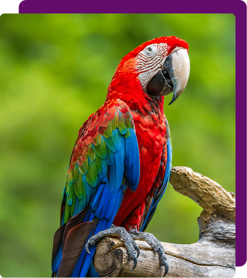 close-up-macaw-perching-branch