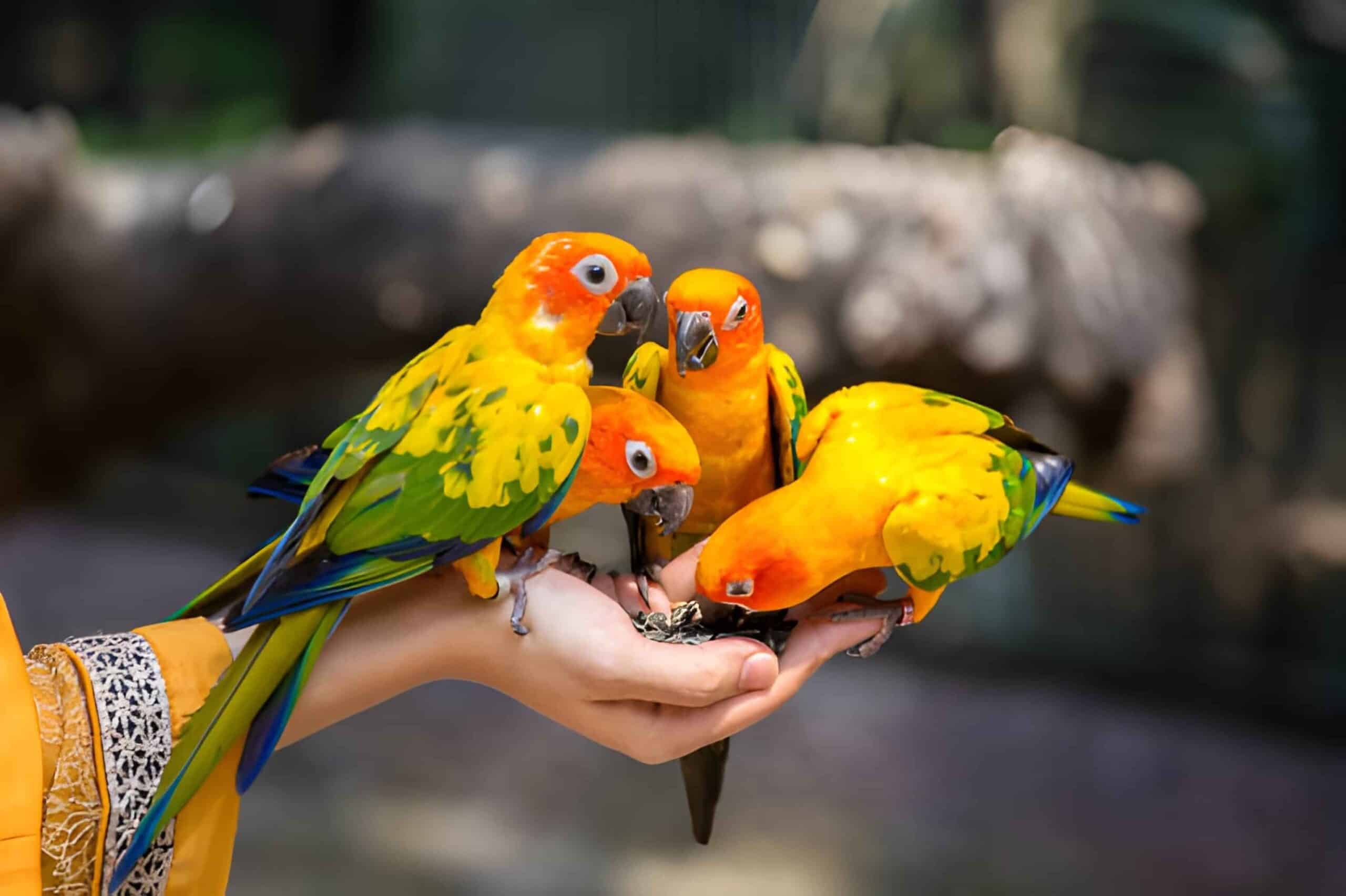 Healthy Sun Conure