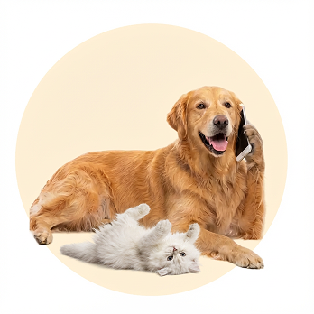 Dog talking on phone, cat lounging