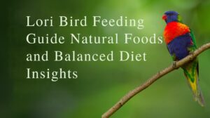 Lori Bird Feeding Guide Natural Foods and Balanced Diet Insights