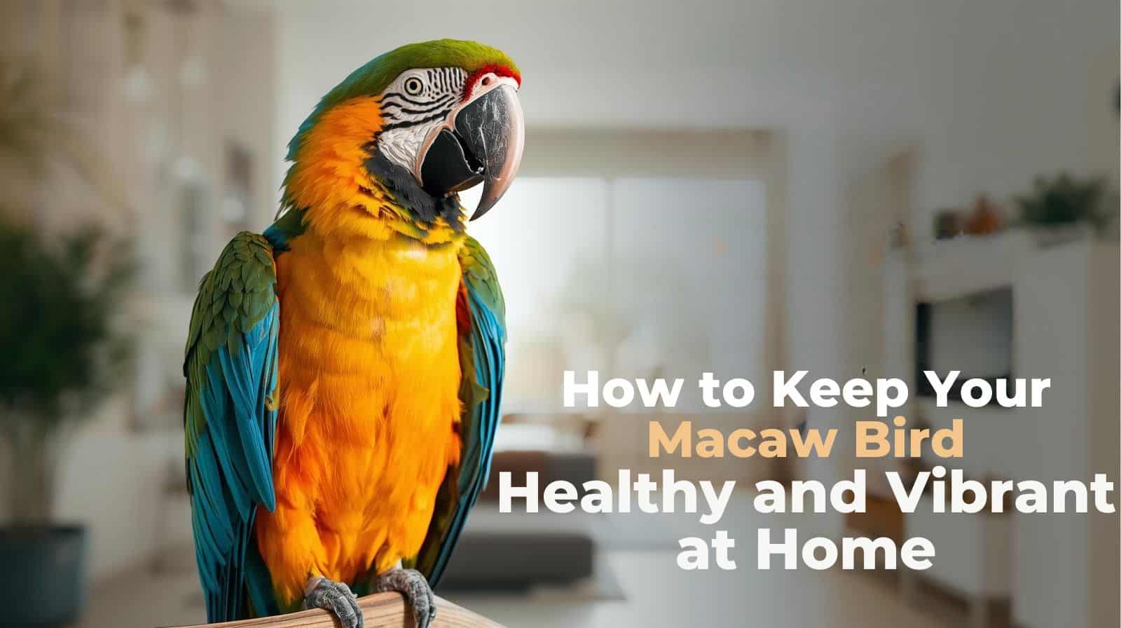 Macaw-Bird-Healthy-and-Vibrant-at-Home