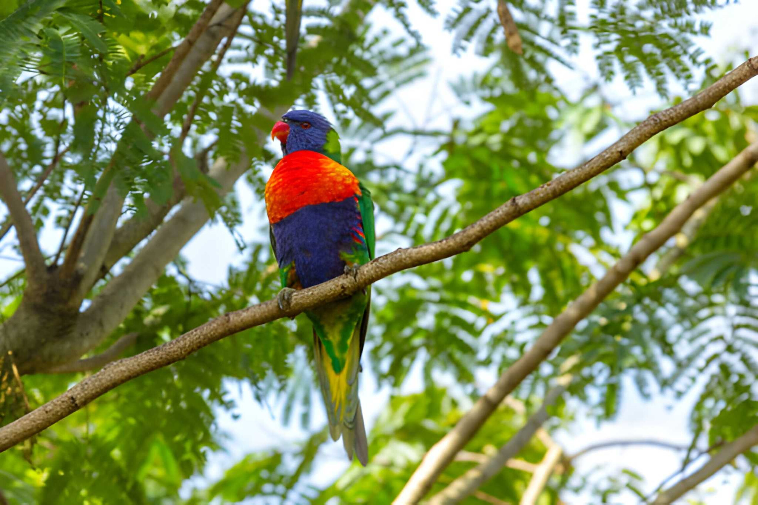 lorikeet