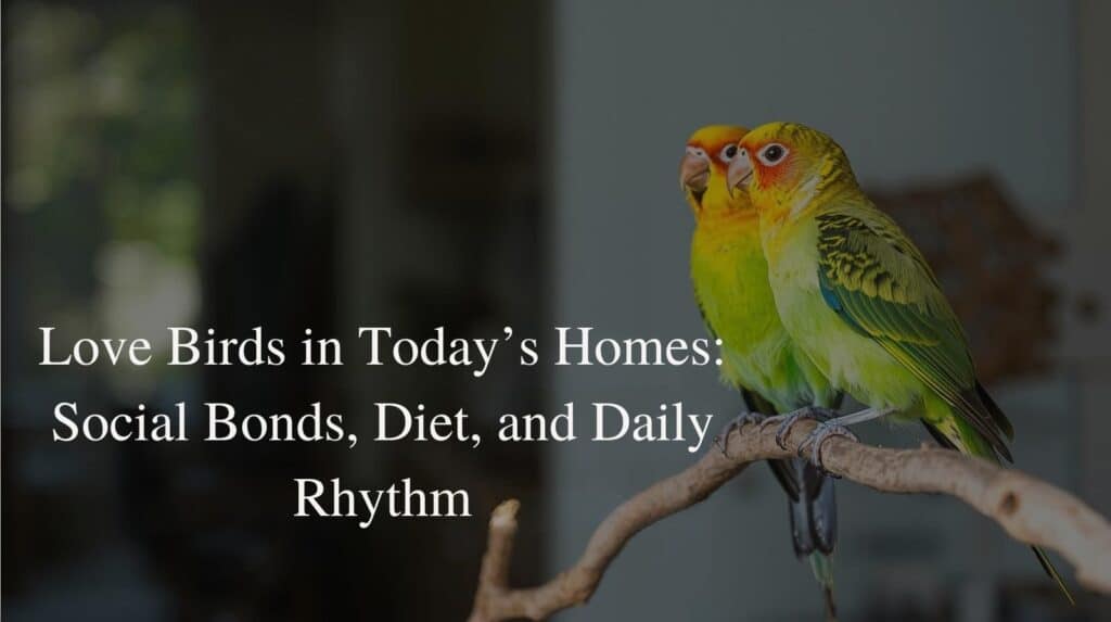 Love Birds
