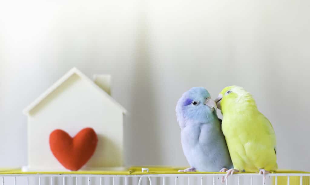 Couple of Little parrot is sitting together near home with red heart.